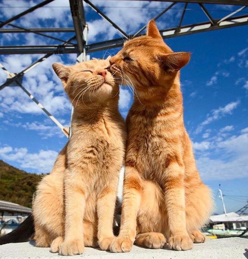 Elverojaguar's tweet photo. 🎈😽🎈😻🎈😸🎈😽🎈😻🎈
Feline dream couple ...

🐾🐾🐾🐾 https://t.co/nO1M92ujeI