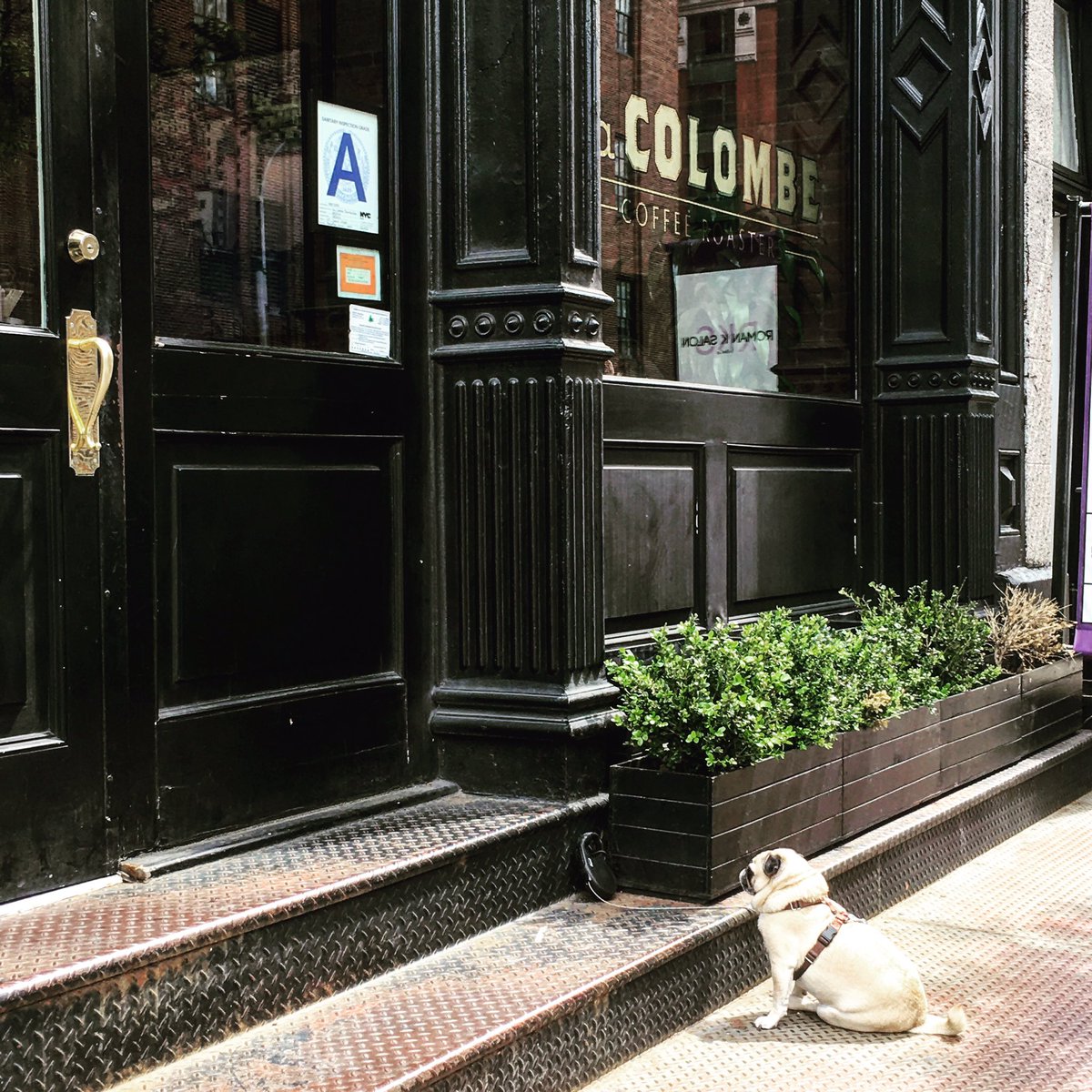 Fastinista's tweet image. The New York Pug Life. @LaColombeCoffee