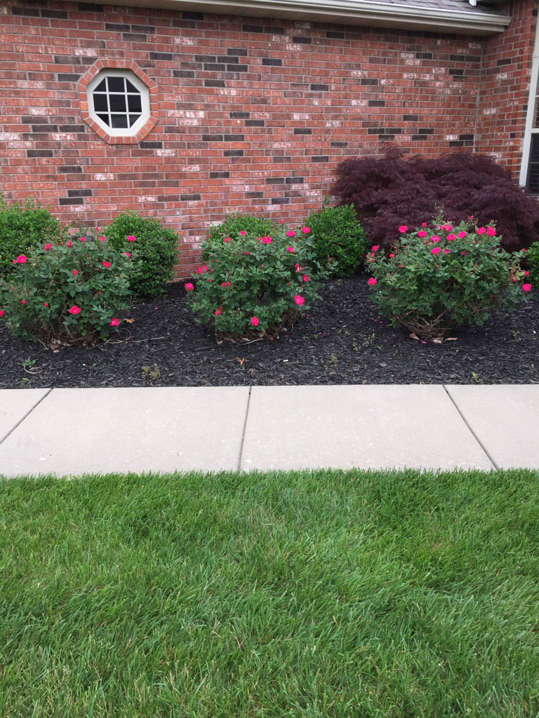 chipshe's tweet image. My roses have started to bloom.