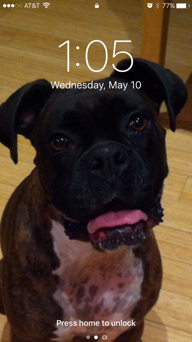 DMC_Ryan's tweet photo. This has been my phone's lock screen pic ever since it was taken. @MaggieTheBoxer was 5 here -- at the absolute peak of her Boxer powers. https://t.co/O8Z5KafOOB