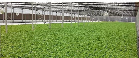 EmpireStateDev's tweet photo. Clearwater Organic Farms to build nation's largest hydroponic commercial greenhouse &amp; create 137 jobs at Eastman BP: https://t.co/vBO0kINwV6 https://t.co/xs7sEzkW5l