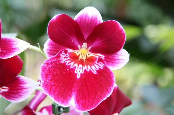 As zaterdag iedere klant een mooie #gratis #prins orchidee uit #monster een mooie verrassing voor mama    En dat op de dag van de slager 😀