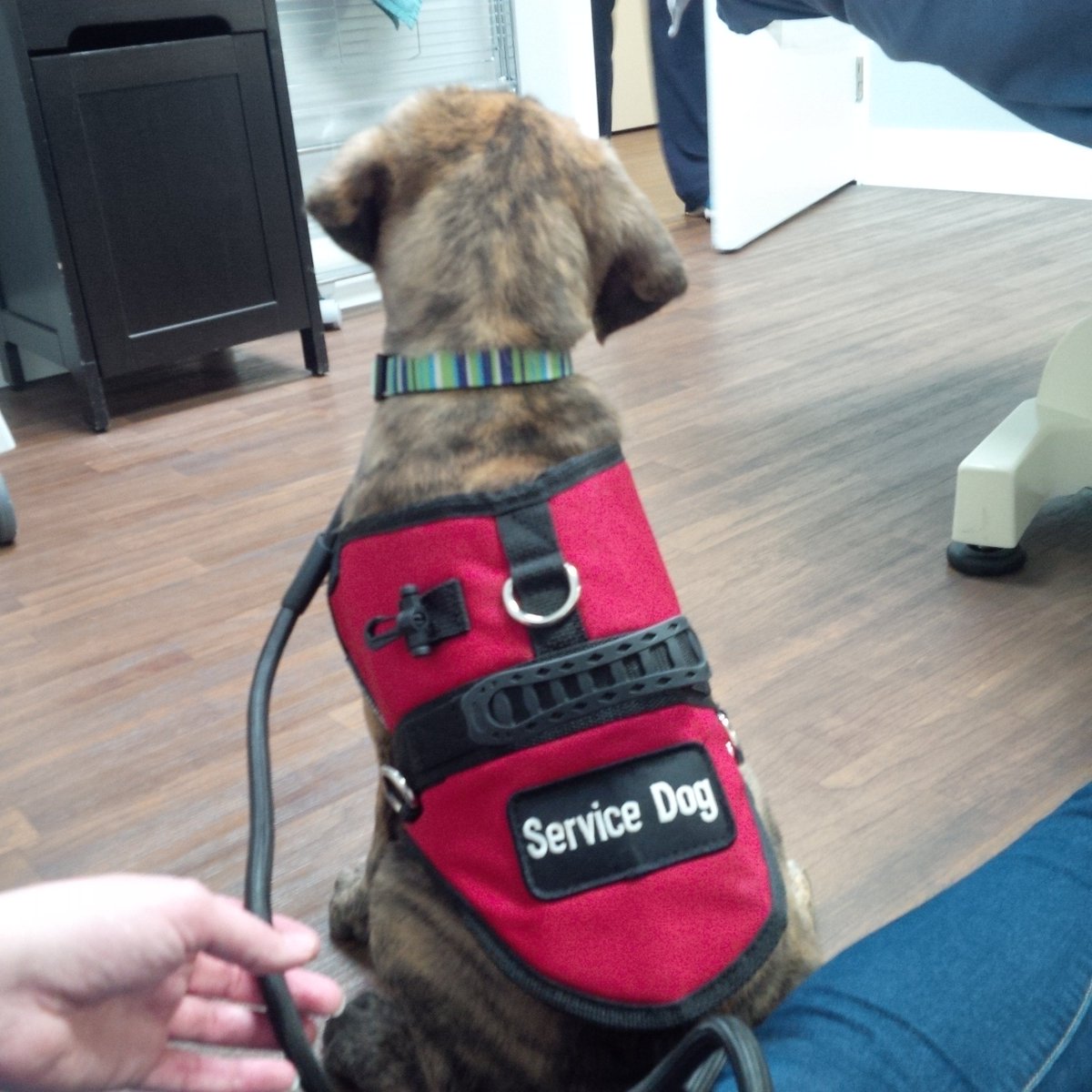 CADPATPup's tweet photo. Mom went to visit Dr.Elliott at @AHSClinic today. I was SO good! https://t.co/QUqXavKMxy