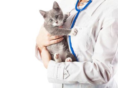 WaulStudio's tweet photo. 10 Things Veterinary Professionals Want You to Know About Pet Care
https://t.co/Wm7Z6Lx7Bu
#pets #veterinary #tips https://t.co/I4yH9nNHLh