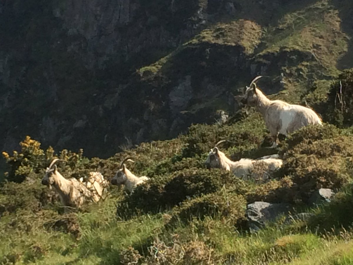 GorslwydCottage's tweet image. Photos from our guests - thanks again!  Walk to Trefor via Garn Ganol/Yr Eifl - some goats on the way too! #llithfaen #walks @WalesCoastPath