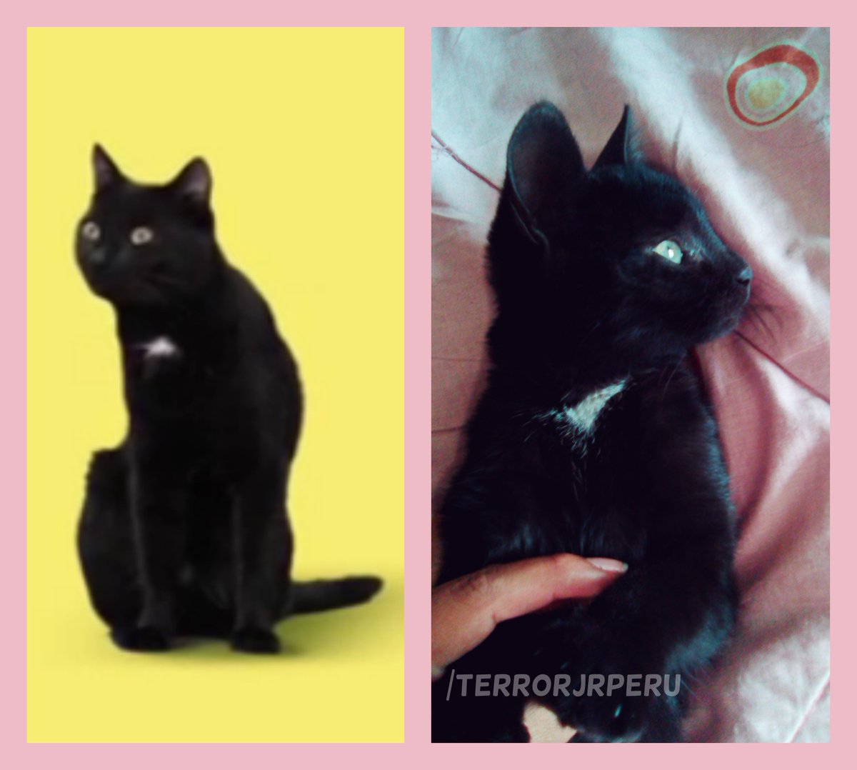 TerrorJrPeru's tweet photo. @terrorjrmusic TENEMOS EL MISMO GATO <3
#CAT #TERRORJR #LISATERROR #KIIARA #MEOW https://t.co/L8l2q6zwwT