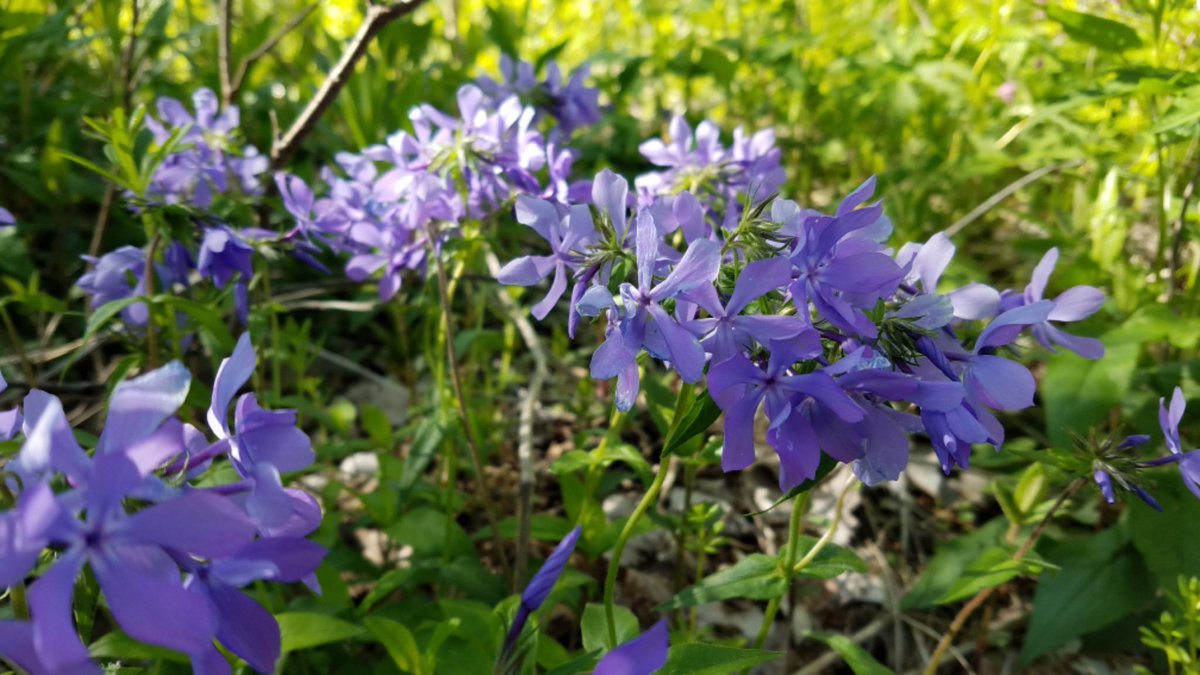 Over a dozen native plant sales in Chicago area in next few weeks. Plant your yard or guerrilla plant a vacant lot! ill-inps.org/native-plant-s…