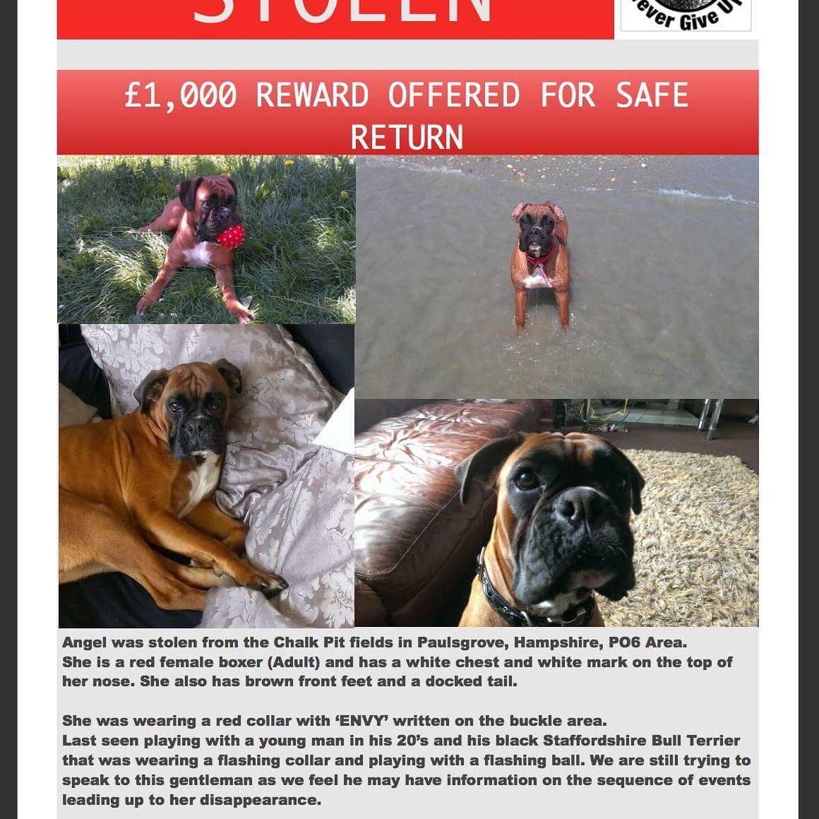 helpangel1406's tweet image. Please share #Boxers #boxerdogs #STOLEN #puppy #puppylove #Lost