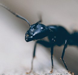 RepairEXP_'s tweet photo. If you are looking for any type of #pestcontrol  #service, feel free &amp; contact us  -:
https://t.co/FEgIaUCLLo https://t.co/EgsNbemJE9