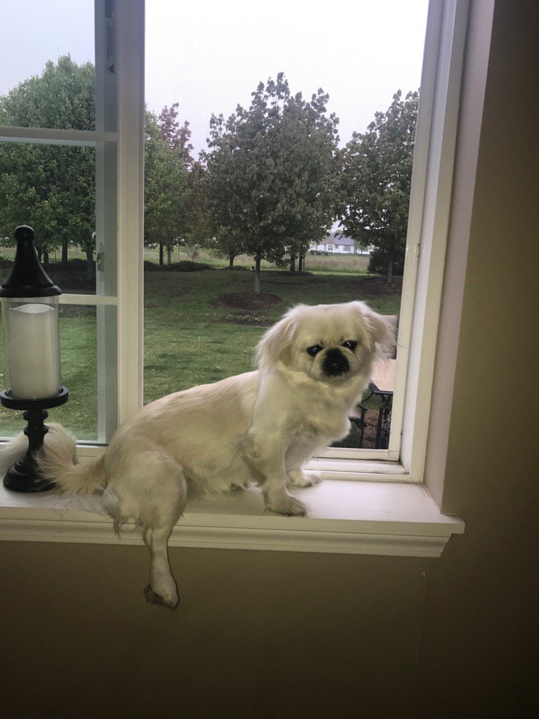 Marilyn enjoying the  afternoon rain ☔️