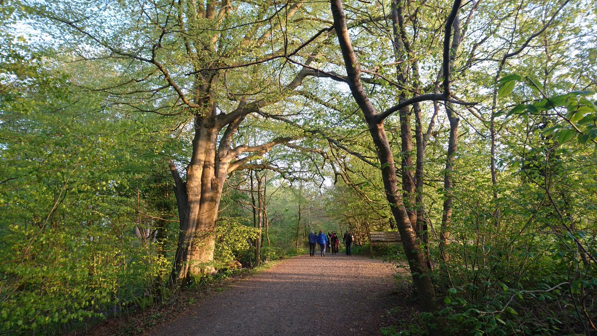 SMacGal's tweet photo. Amazing Oaks #cadzow #Cavlp #hiddenlanarkshire #historichamilton #chatelherault https://t.co/hrh9vgFIeY