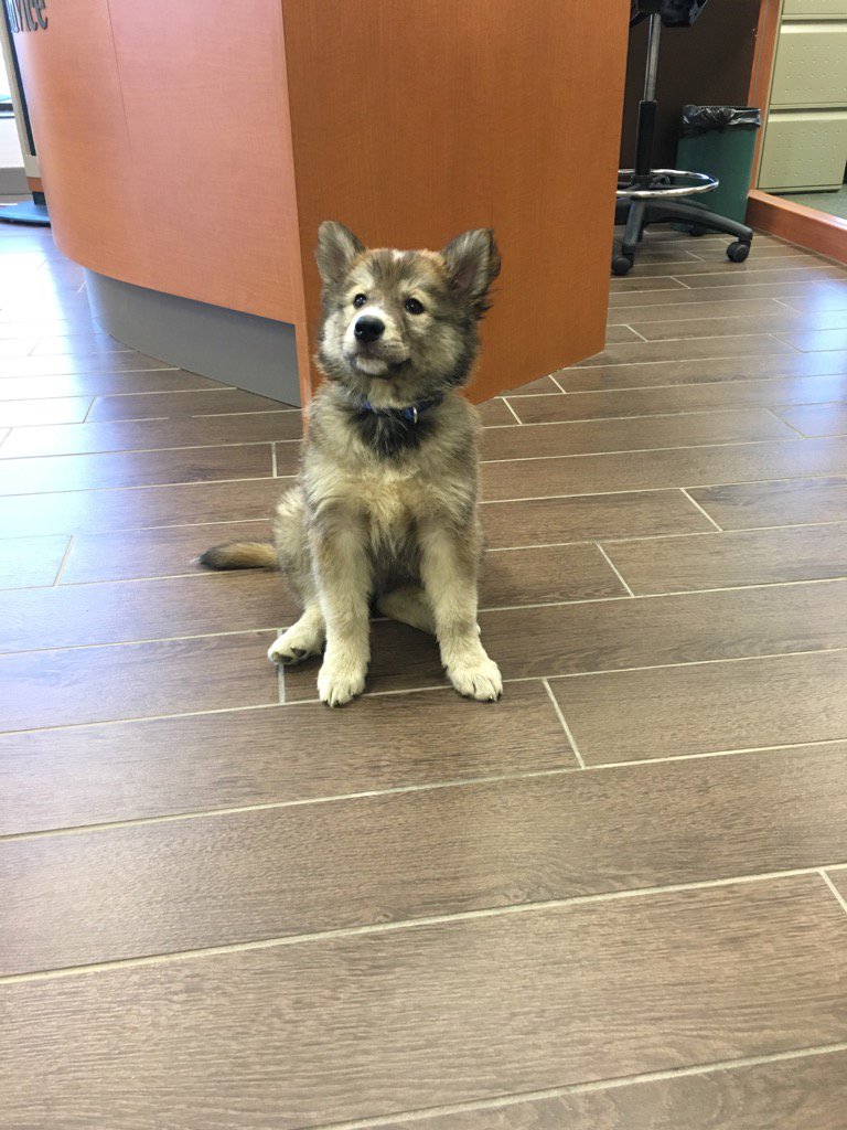 Our favourite customer at Td Edgeland today! Boomer is a rescue dog and we love him!