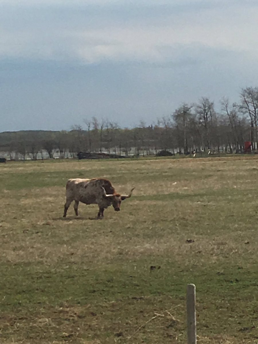 LancePulak's tweet photo. @storyfromlacory @edgyappaloosa #patchlivin https://t.co/ifXbJc9SPi