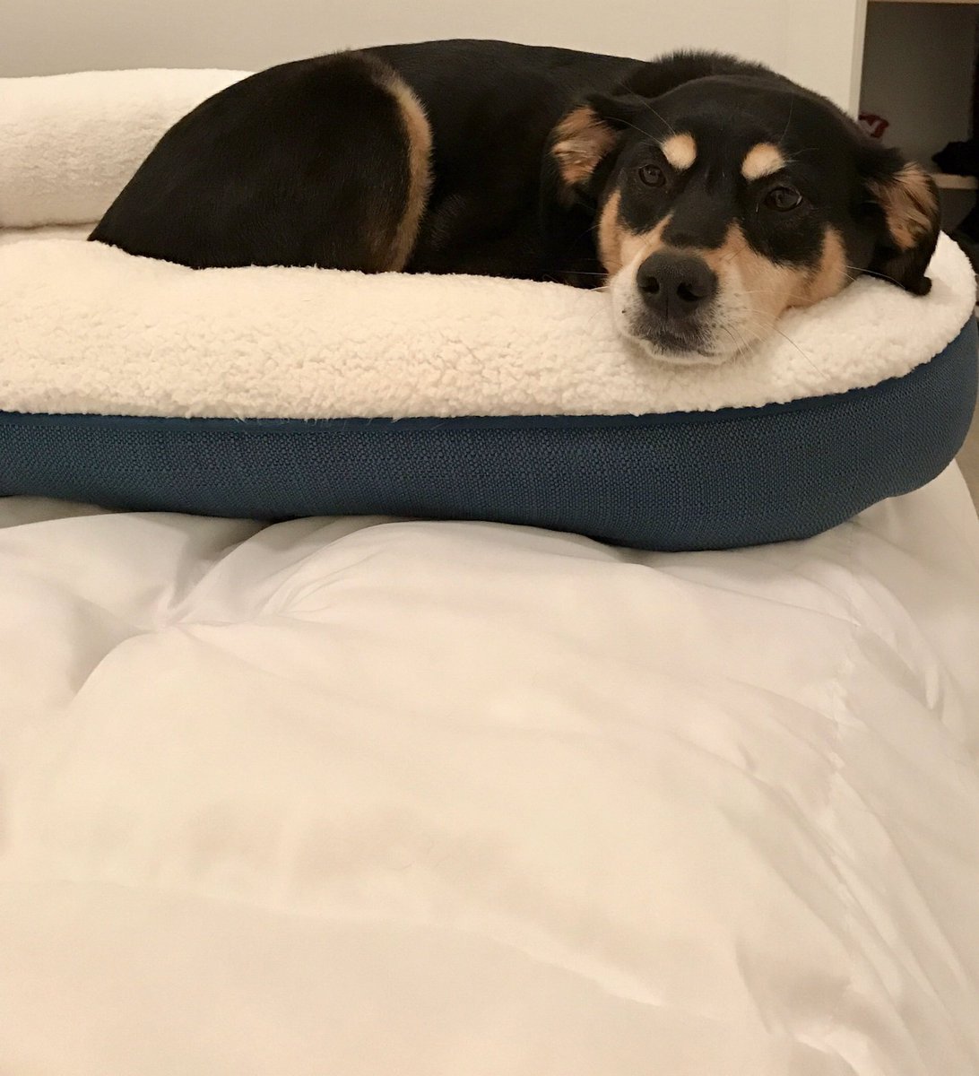 KacyTheDog's tweet photo. Dug bed on bed. https://t.co/cYJR9y3wAY