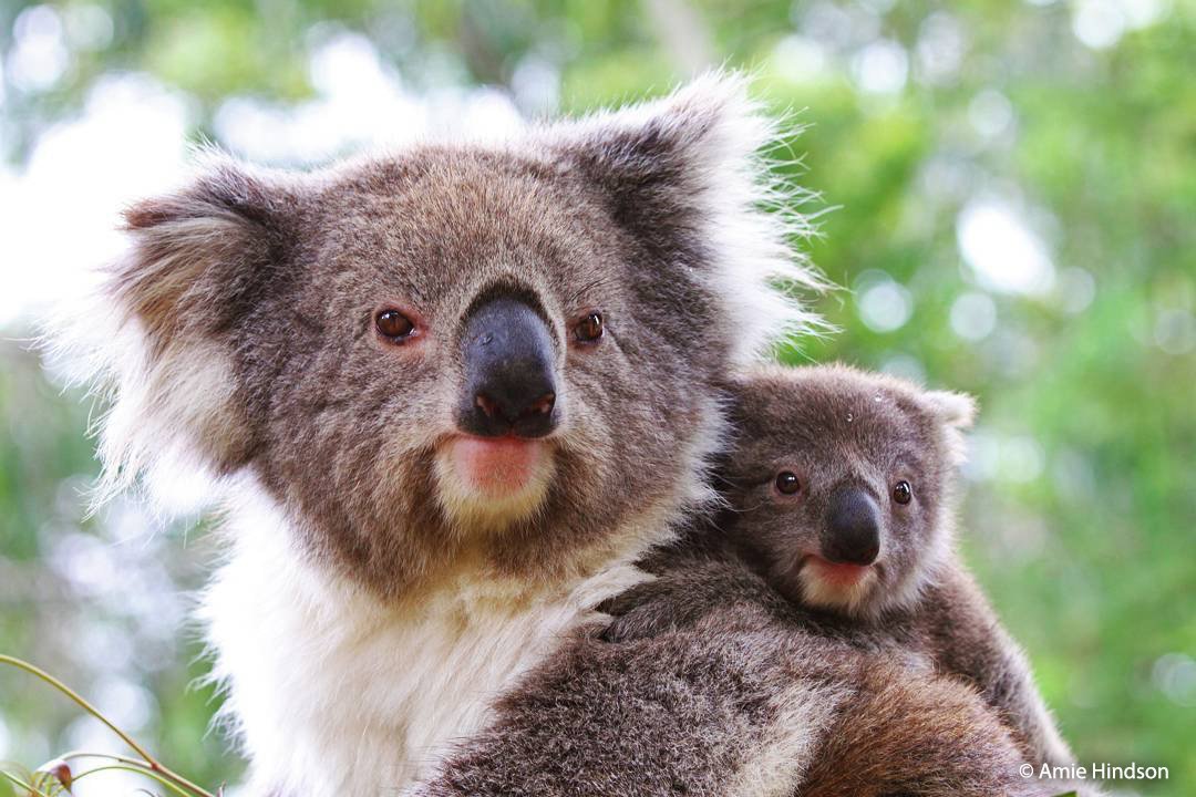An arboreal, herbivorous marsupial native to australia, the koala's