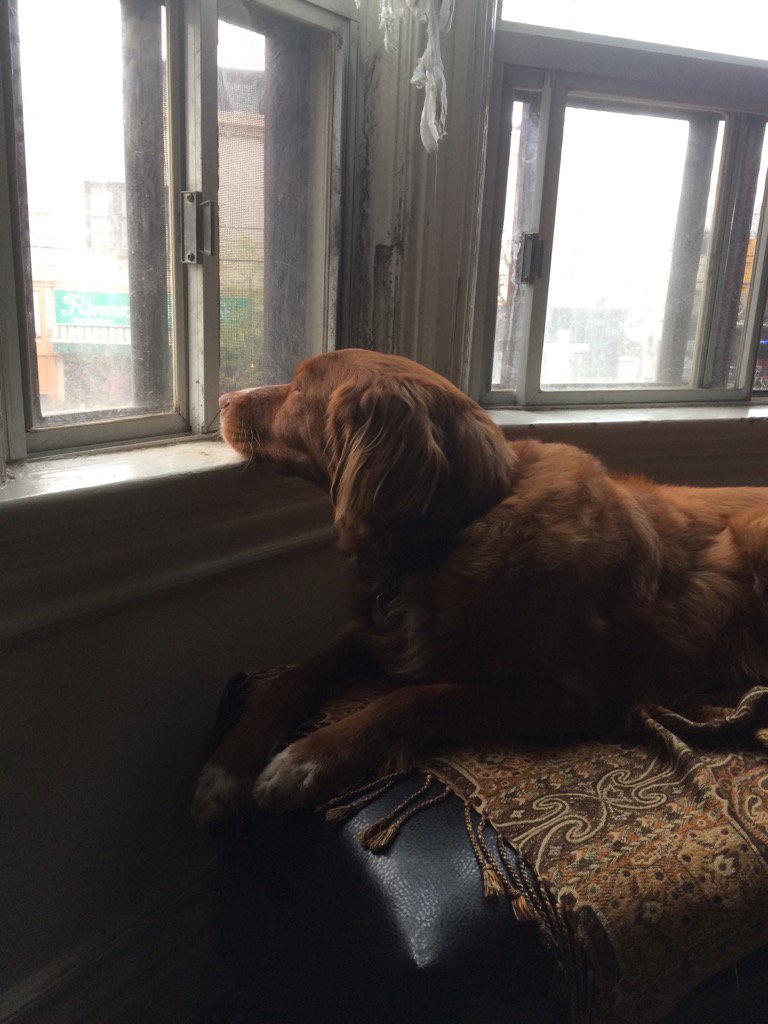 alexredekop's tweet photo. When Amy is late home from the dentist. #SingerMood https://t.co/WMbIwAXrf2