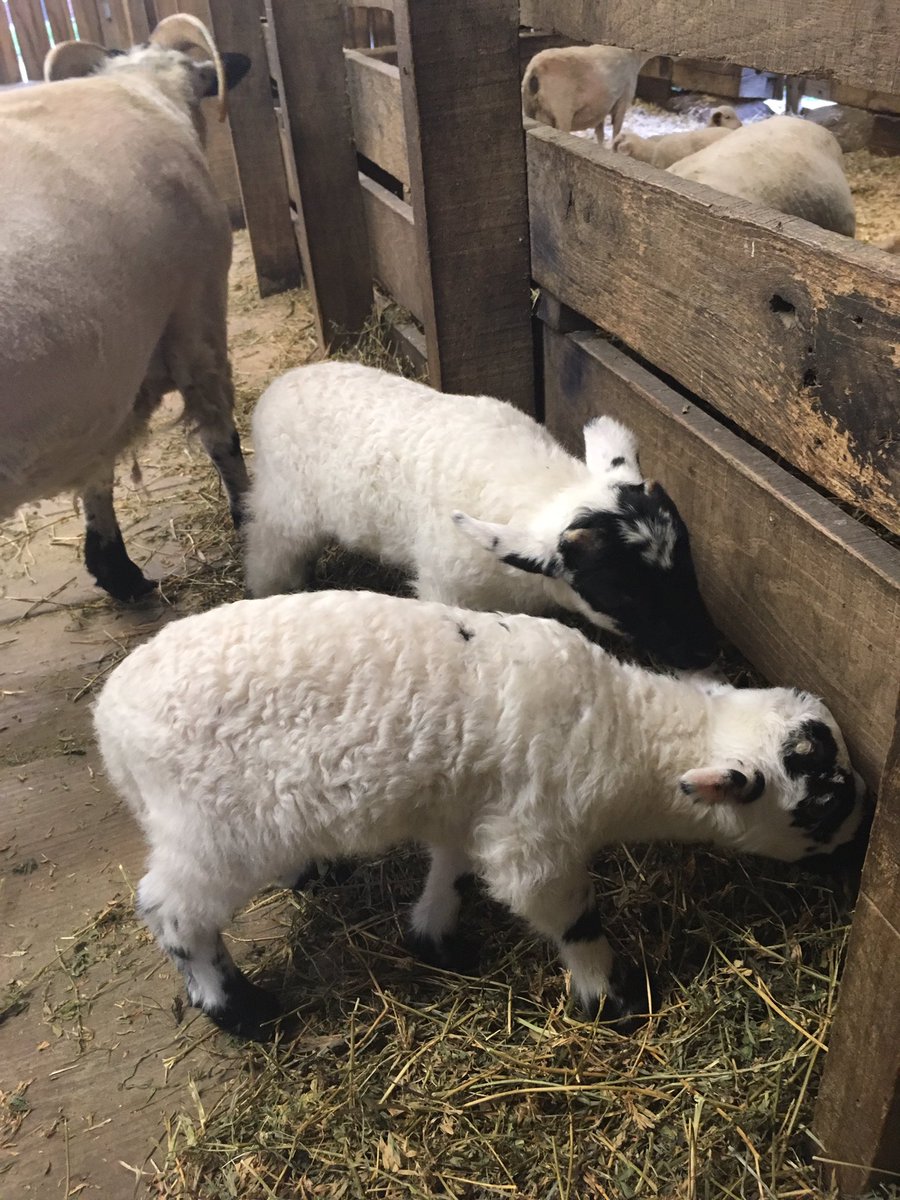 VisitIndiana's tweet photo. Conner Prairie's newest additions - Scottish Highland Lambs!
#H2GIndiana
#H2GVisitIndianaWeek
#H2GRoadRally
#VisitHamiltonCo
#DiscoverCP https://t.co/gcdlqVTyDS