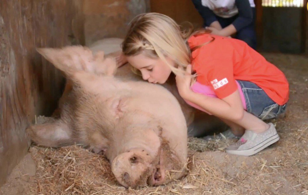 JVM's tweet image. Child Actress, McKenna Grace Speaks Out for Animals at #PigTrial janeunchained.com/2017/05/10/chi…