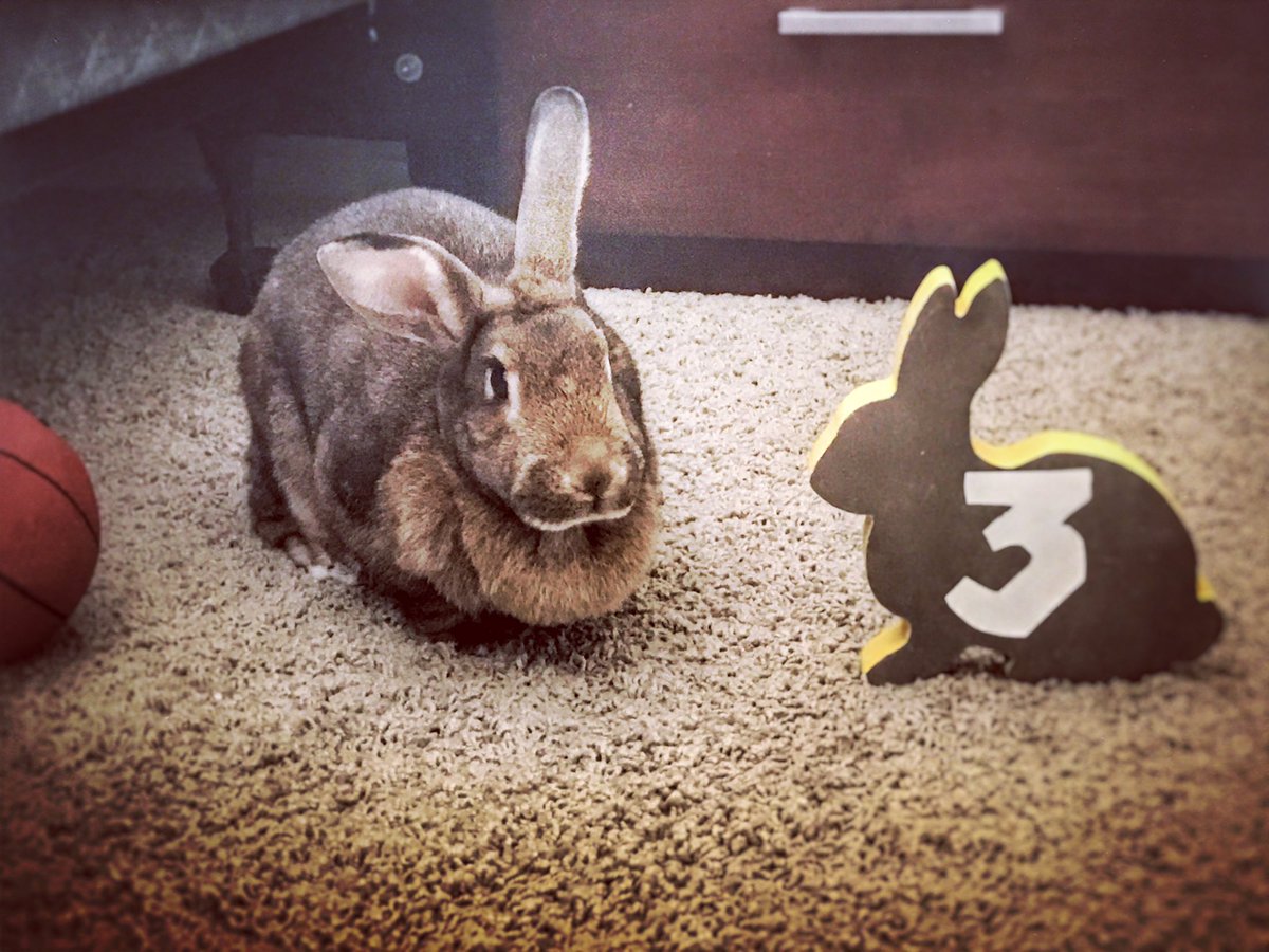 TheSappNapper's tweet photo. Gameday. 🎤🐰🔊
#ChanceTheRabbit
@chancetherapper https://t.co/S6PCIWauiH