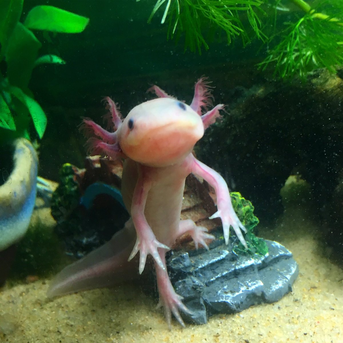 ウルルン Pa Twitter ちょっと エッチ な事考えてたうぱ ˊ ˋ ウーパールーパー ウルルン Axolotl ウーパー アホロートル 平野ノラ バブル メキシコサラマンダー リューシスティック 可愛い サラマンダー Cute サンショウウオ 水槽 T Co