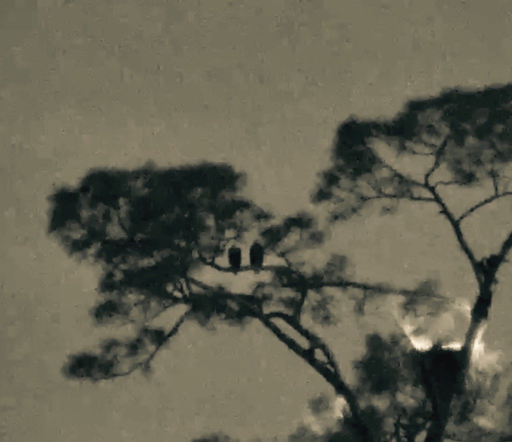 tinychiwa's tweet photo. The lovebirds are at it again today 5.10.17 @SWFLEagleCam #E9 #eagle #eaglecam #SWFEC #m15 #Harriet #missingE9 https://t.co/sRIDoQvQca