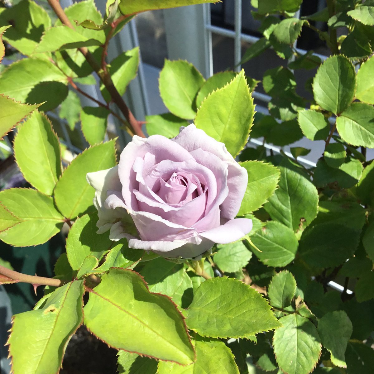 鷲尾 耽美系bl小説 蜃氣楼 Kindle Dmmブックス とらのあなで配信開始 Na Tviteru 青薔薇 咲きました Ipadのカメラでは繊細な青みの色合いが写らず ピンクや紫になっちゃう 1枚目 青龍 日向 2枚目 青龍 日陰 3枚目 ブルードレス 日向 4枚目