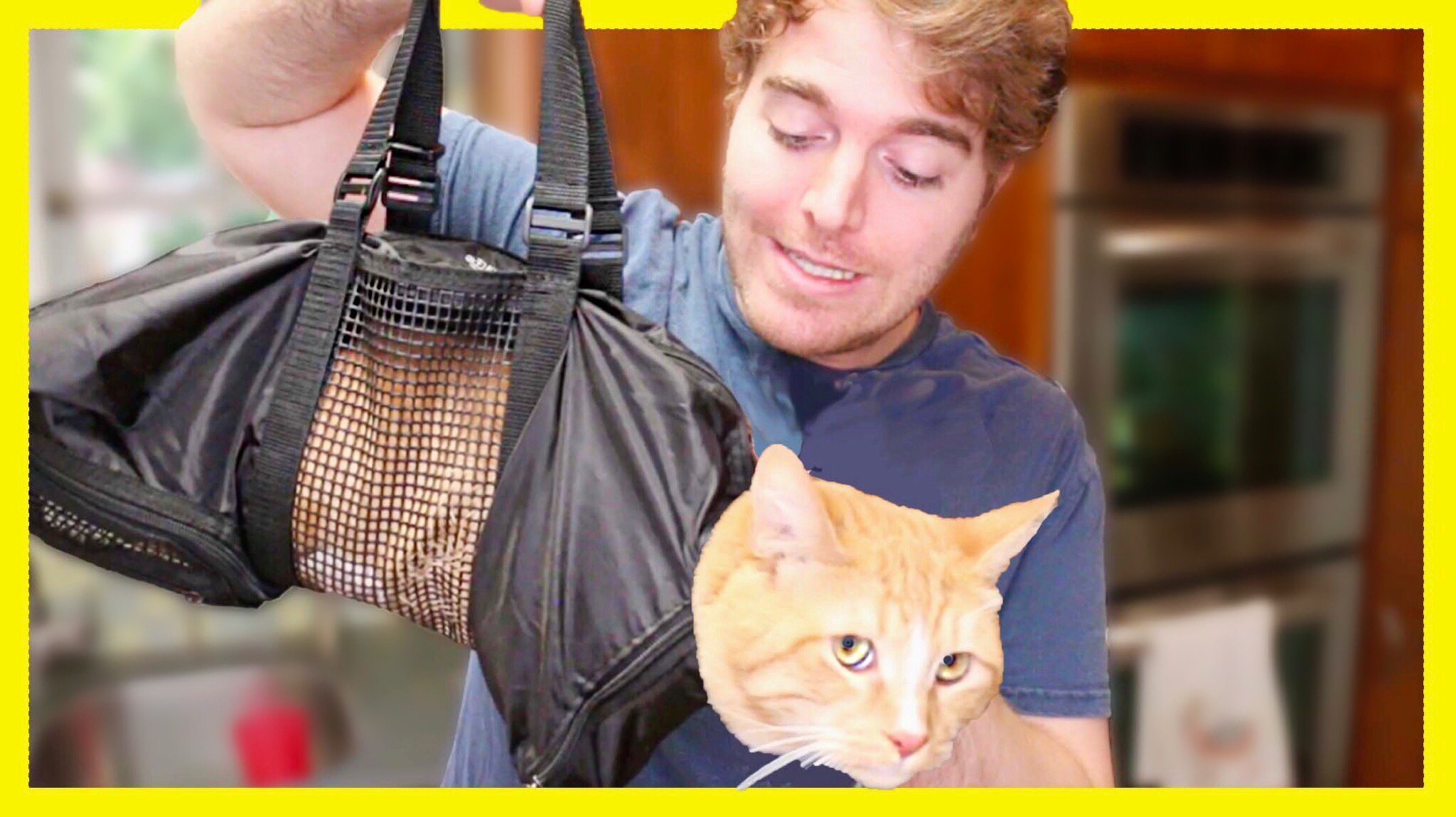 Shane Dawson on Twitter: "check out todays new vid! **TESTING WEIRD CAT