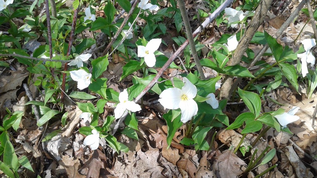 clgomes1066's tweet photo. I walked into the forest ... enjoying the bounties of the property especially the trilliums
@SLAM_FMM
#SLAMtraining2017
#SLAMintheforest https://t.co/AhX5Z49gLI