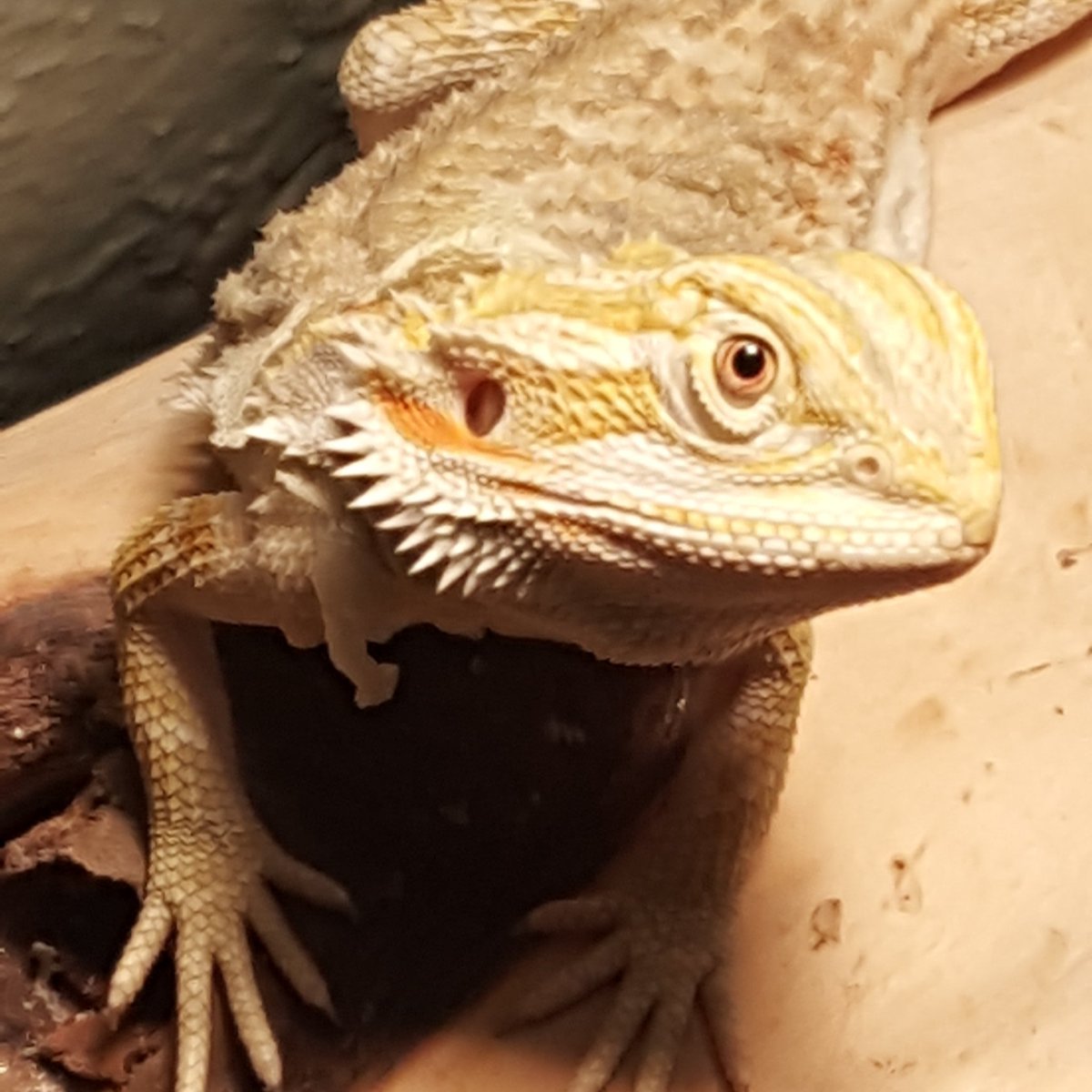 bambinibandits's tweet photo. Sheddy Freddy! So cool when he sheds, love seeing his bright color. #beardeddragon #fred #lizardlover https://t.co/gQiyqQgxW4