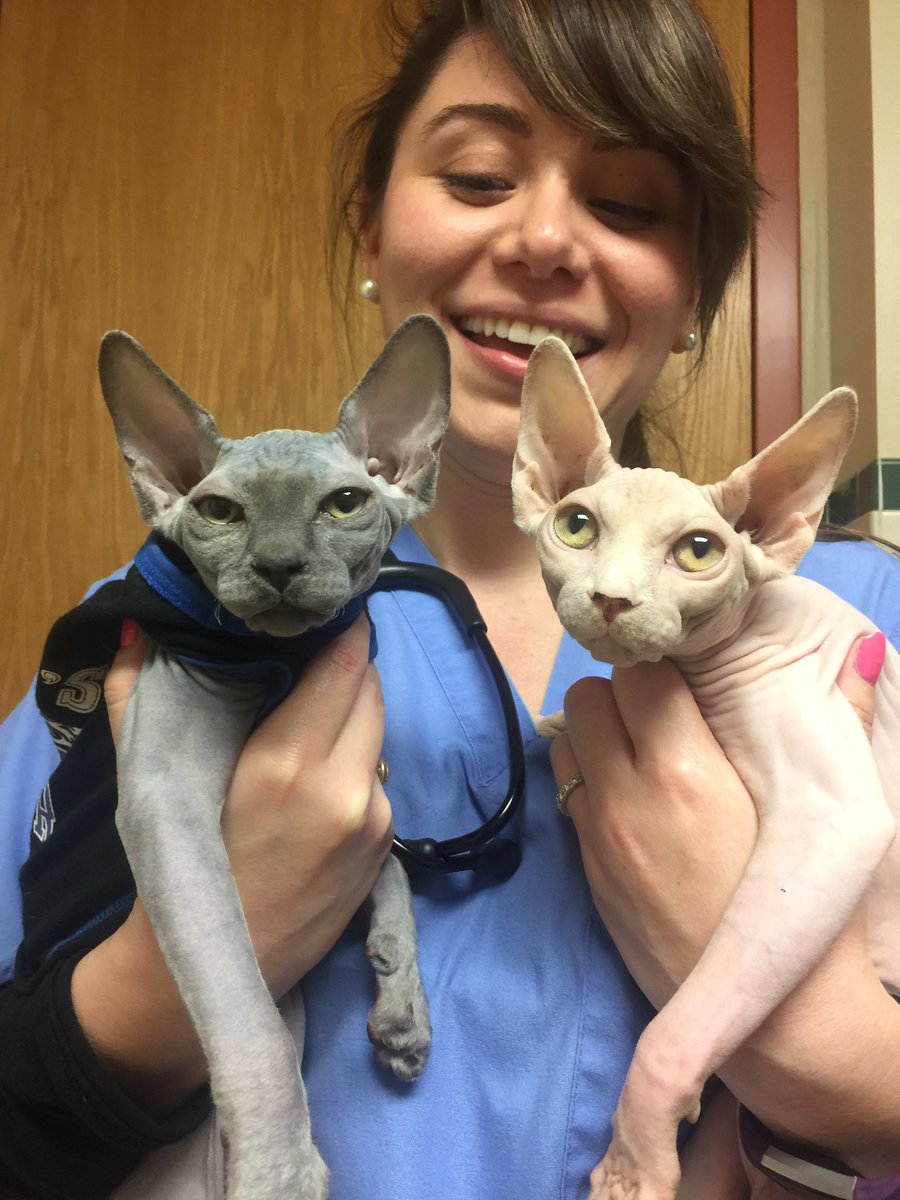 AnimalCenters's tweet photo. #sphinxcat https://t.co/bB2aKYTE9P