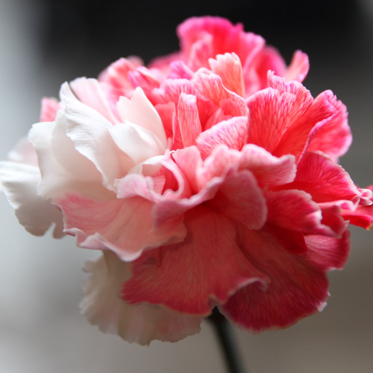 ローズショップ Pa Twitter レインボーカーネーション オランダより新商品 レインボーカーネーション ストロベリーミルク 花言葉は感謝 全国即日配送可能 0266 28 11 Http Roseshop Jp