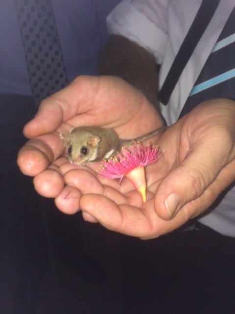 Northern Beaches Catholic &amp; Secondary Schools commence preparation for #projectfeathertailglider 2017 <a href="/BrokenBayDioc/">Diocese of Broken Bay</a> <a href="/tarongazoo/">Taronga Zoo</a>
