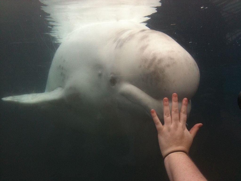 corinne_03's tweet photo. 水族館は教育のためとか保護の意識を高めるためとか言うのは売るための戦略です! #emptythetanks #イルカ天使 #eajapan https://t.co/1FcH5iKZYv https://t.co/SfXFu67cTE