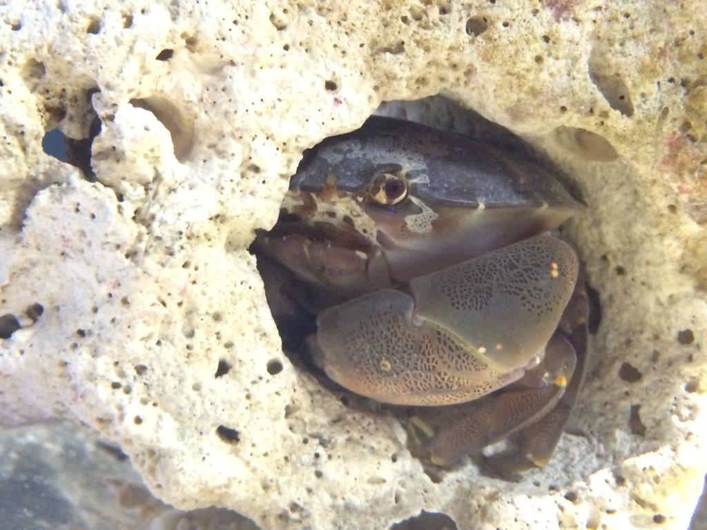 京都水族館 公式 1度聞いたら忘れられない名前 スベスベマンジュウガニ