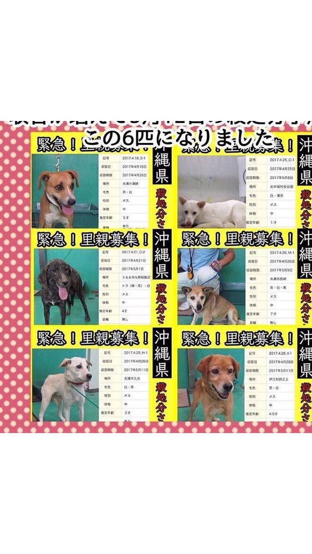 動物守ろう On Twitter 超緊急 拡散希望rtおねがいします 沖縄県 Stop殺処分 5月12日が命の期限 沖縄も保健所収容多くて この間も期限より早い日にちに 10匹以上いっきに殺処分さてます 大切な命に目を向けて下さる方 温かい家族に迎えて下さる方いらっしゃい