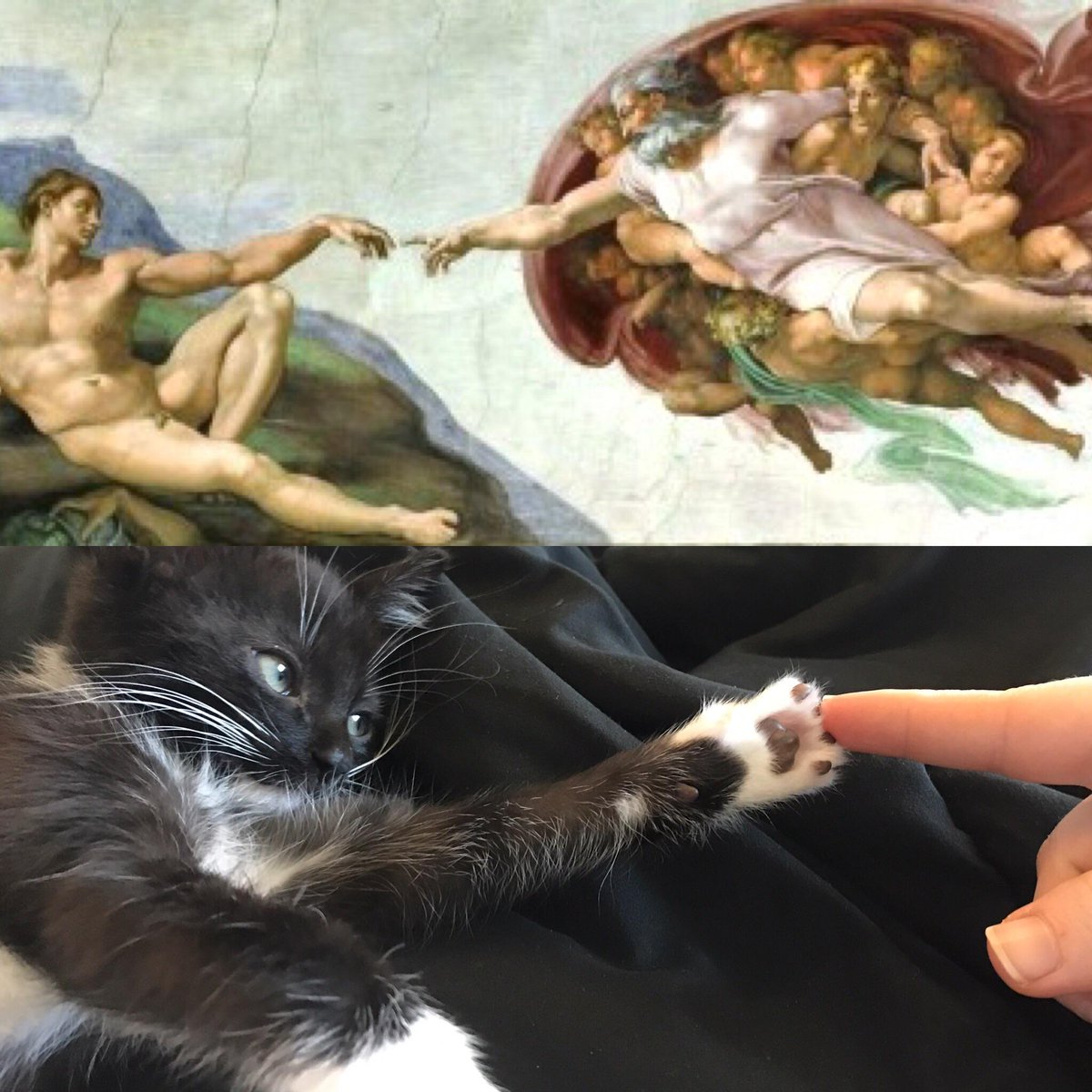 Do U Love Cat ? (@doulovecat) on Twitter photo 