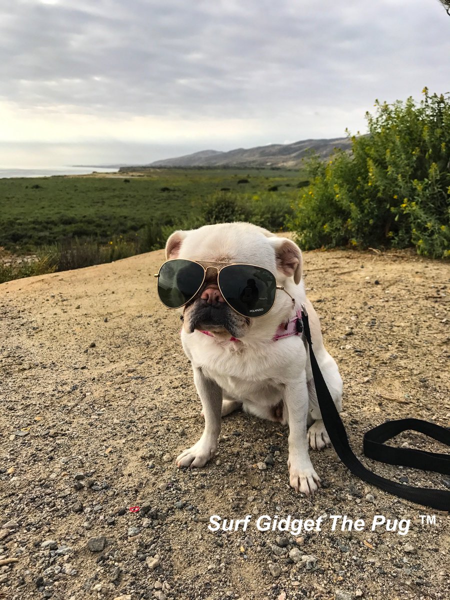 GidgetsFanPage's tweet photo. Need The Right Eye Wear?
https://t.co/mGXqXsSqj1 & Get 25% Off An Order At The Website, Use SURFGIDGET25 🕶👓
@righteyewear #righteyewear https://t.co/IJPoiEzpw0