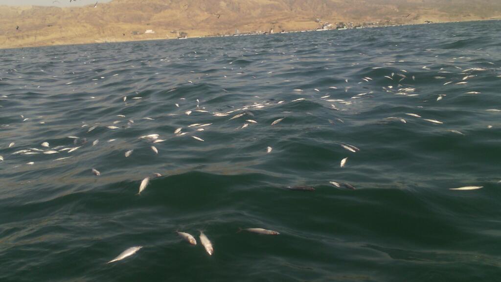 MISSION BLUE, documental+conversatorio.
Ingreso Libre!
Parque Voces por el Clima en Surco.
Jueves 11 mayo 07: pm.