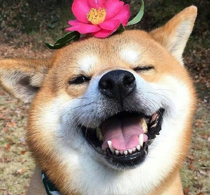william_5566's tweet photo. Smile :)  I love this good boy. https://t.co/agGF1XoQgu