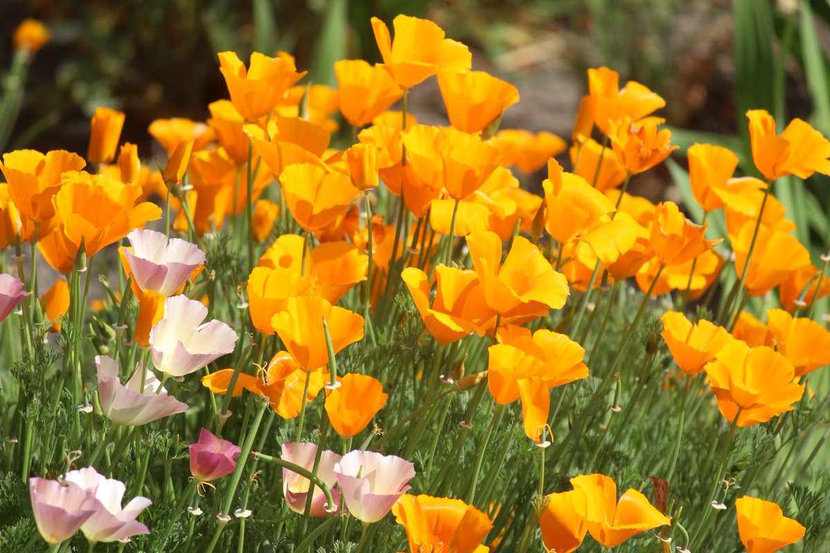 Vtifカスタマイズ בטוויטר 花写っと 花菱草 カリフォルニアポピー 色違い発見 花菱草でオレンジ以外の色を初めて見ました でもやっぱ イエローオレンジが一番やな 花言葉もいっぱいツイートしたけど もひとつ こんなのも 消えることはない想い