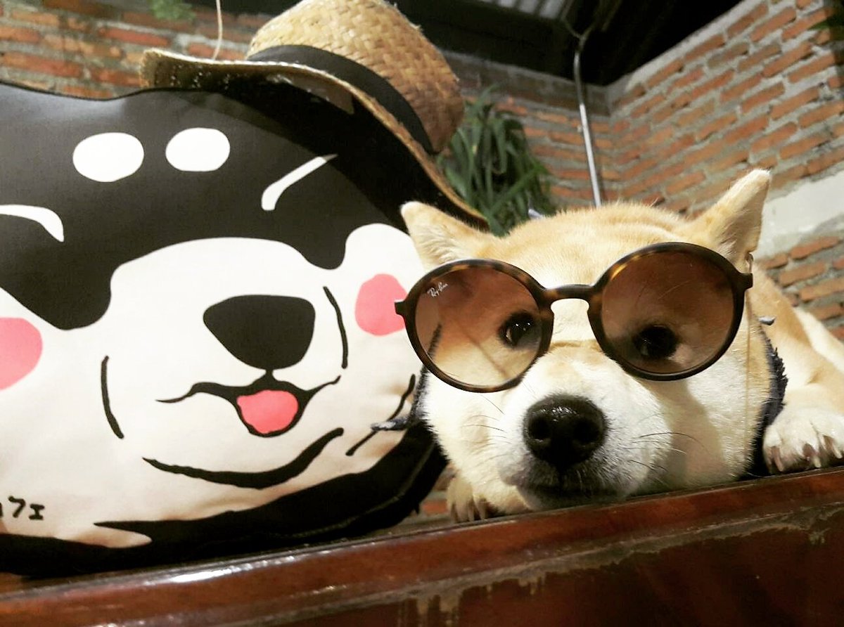 Inucafehuahin's tweet photo. 😎 #Inucafe https://t.co/gemMChwUm1