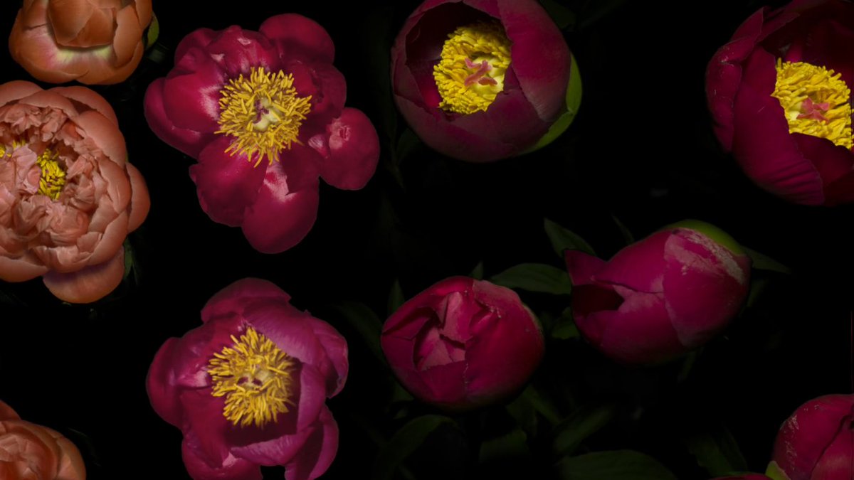 цветочек распускается. ютуб распускающиеся цветы. гиф цветы распускаются. раскрывающийся бутон. распускание цветов.