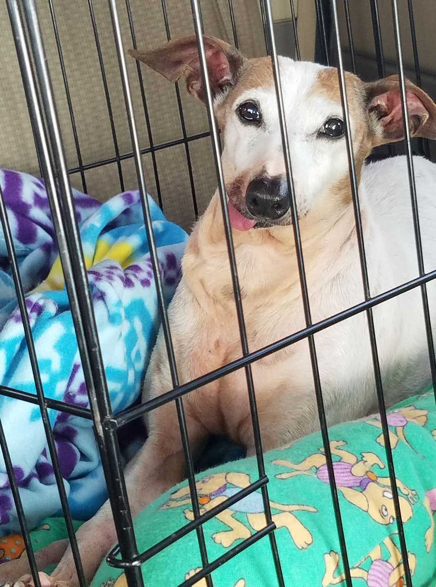 My face when someone asks if my body is #bikiniready -#lazydaisy  #italiangreyhound #fosterpup