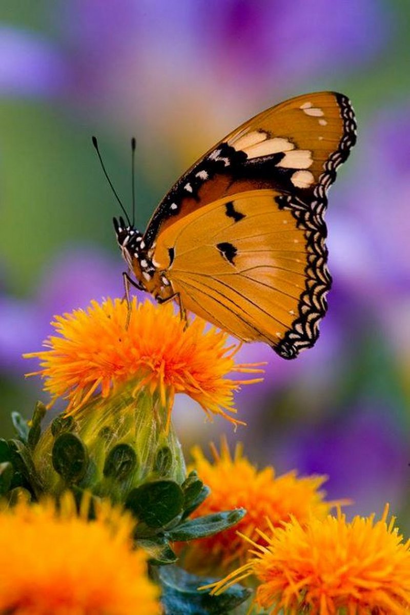 🦋 The butterfly counts not months 
but moments, and has
itme enough.  Rabindranath Tagore 

~⊱ღ⊰❀⊱Ƹ̵̡Ӝ̵̨̄Ʒ⊰❀⊱ღ⊰~