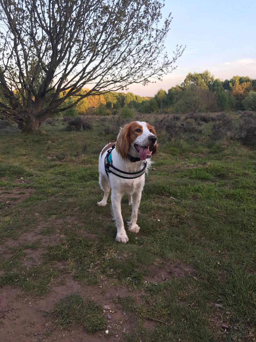 madmaxwcs's tweet photo. Definitely like to think I'm a model, I stop and pose waiting for the humans to take photos of me ๐๐ถ๐ถ #blamethehumans #poser #dogsoftwitter https://t.co/OFuEuIGpDL