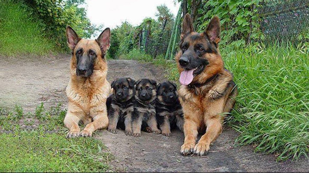 Animals Pics (@animalspics69) on Twitter photo 