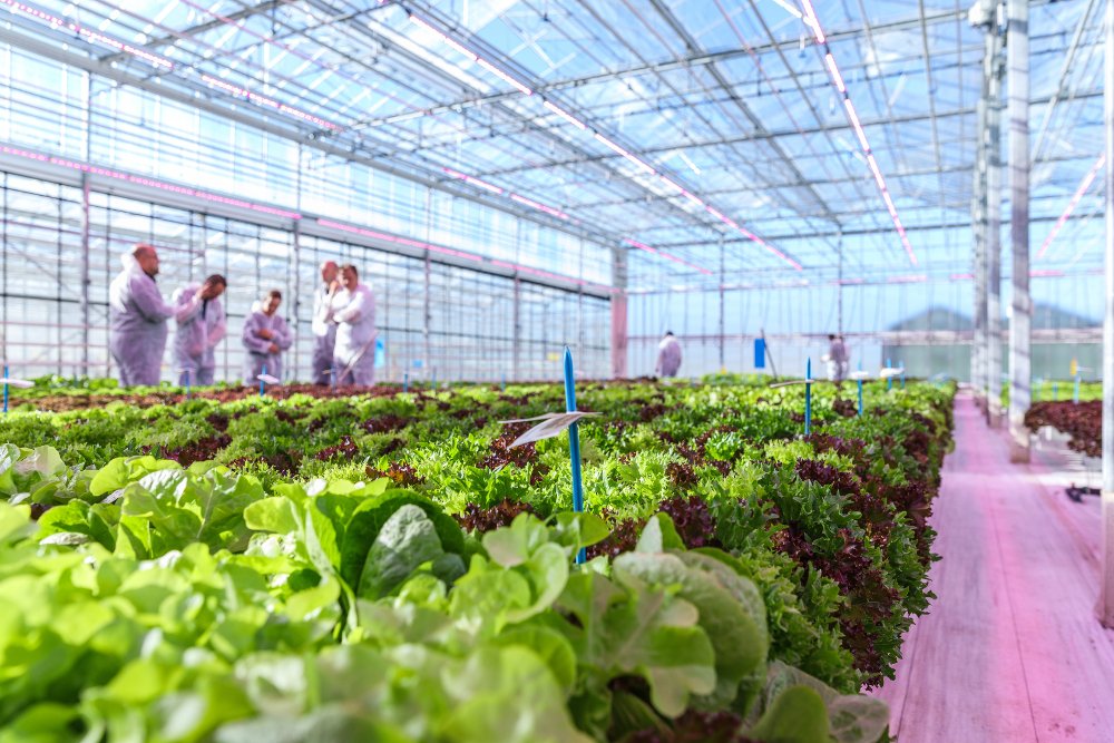 PhilipsHorti's tweet image. Developing our new vegetable seeds under #LEDs helps our customers exploit LEDs to the fullest ow.ly/a3g330bmoAn