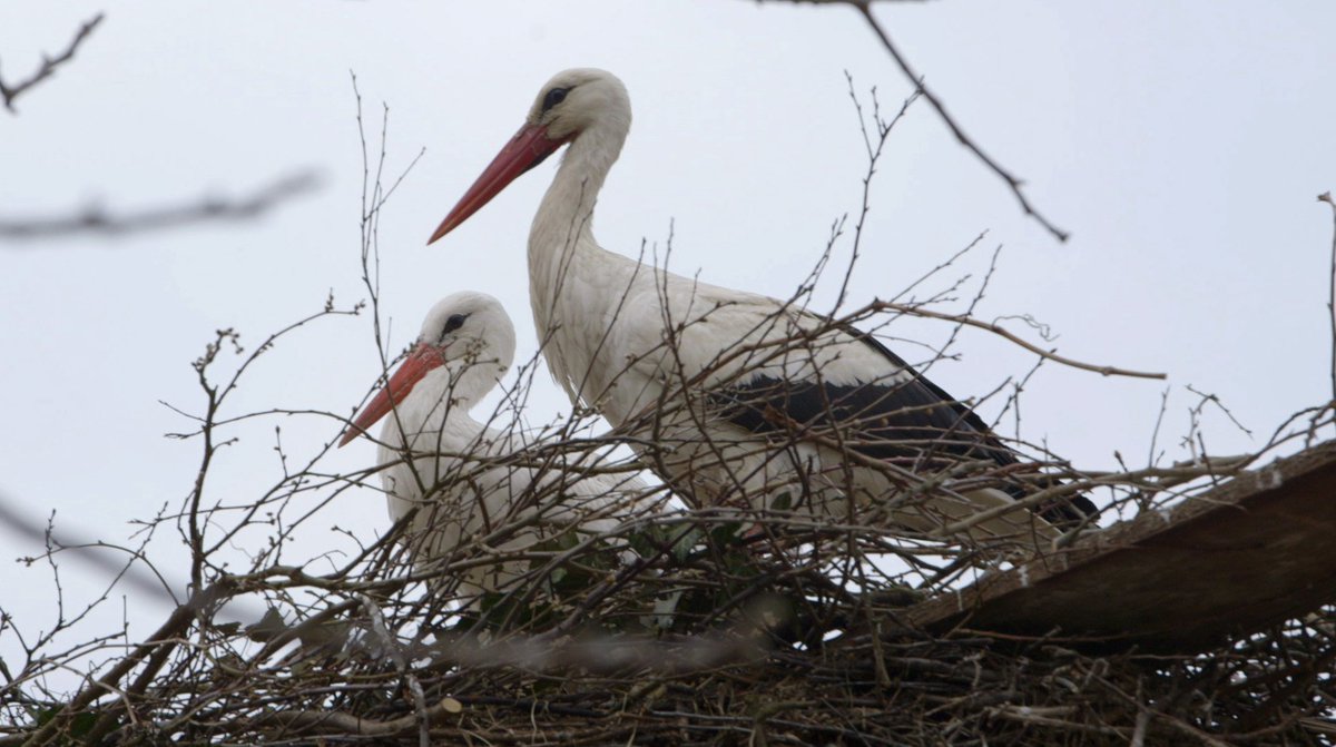 Nature_Kenya's tweet photo. #Migration: A long-distance love story https://t.co/SAgTqJEssN #WorldMigratoryBirdDay https://t.co/MjJ7t9RVar
