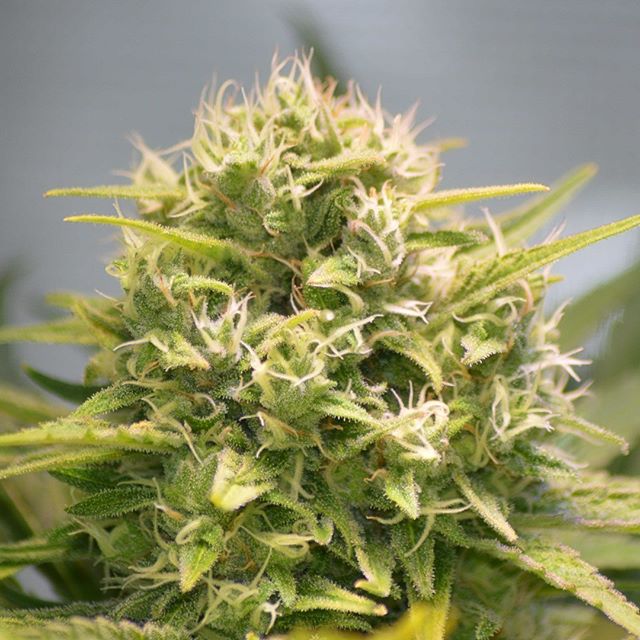 spliffseeds's tweet photo. CBD Medi Kush week 8 #weedporn #budmasterled #SpliffSeeds #weedstagram #thc #amsterdam #weed #stoner #growyourown #marijuana #kush https://t.co/s4xgMv9wUb