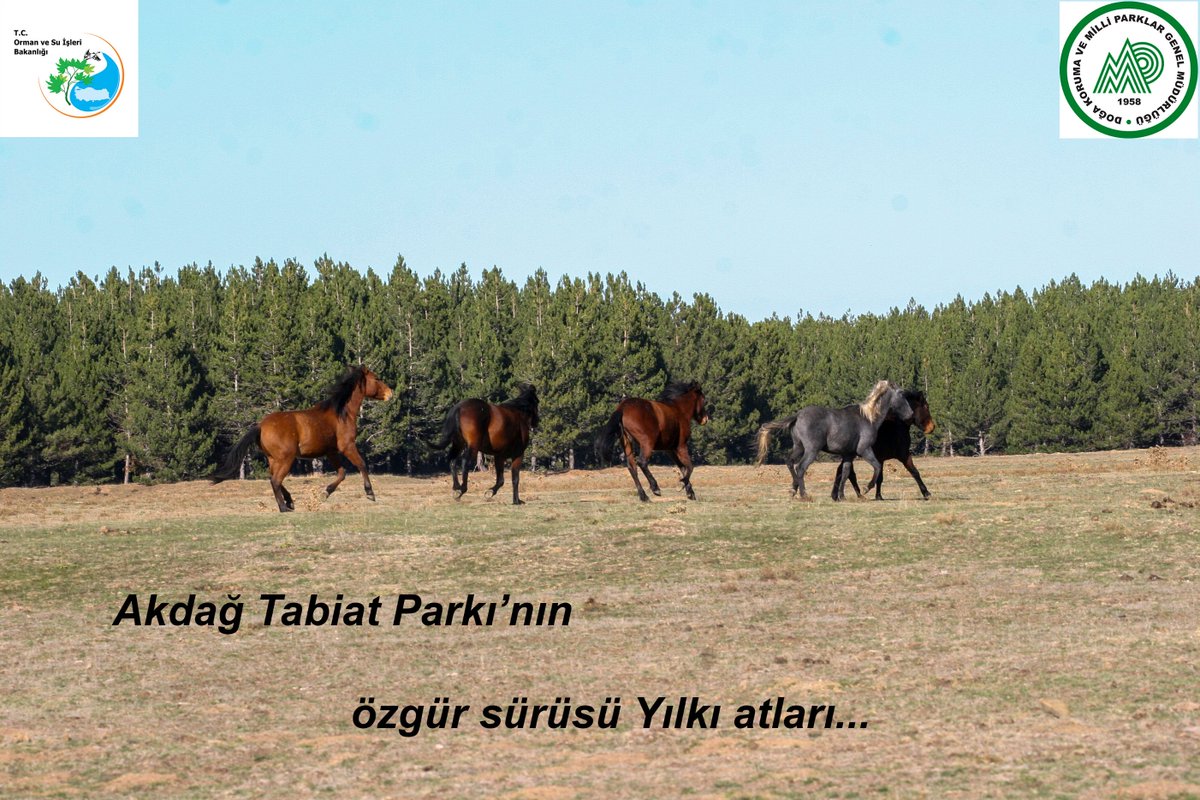 Stresinizi AKDAĞ'da bırakmaya ne dersiniz ?
#Akdağ #TabiatParkı #YılkıAtları